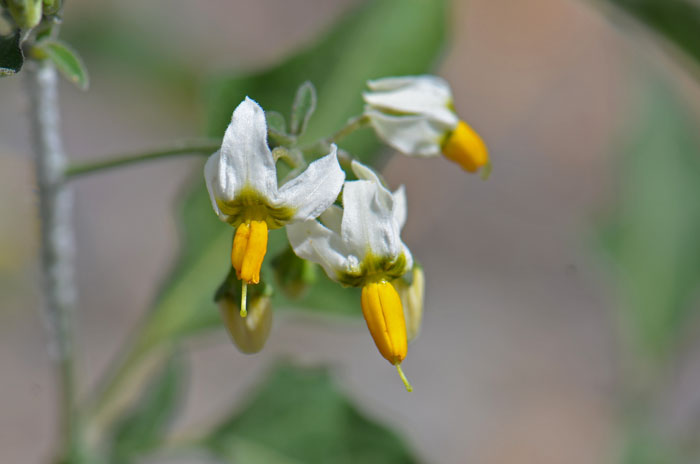 American Black Nightshade has small but somewhat showy white or whitish-purple flowers with attractive yellow stamens. Solanum americanum 